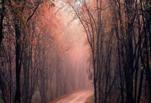 天涯论坛里的白马传说